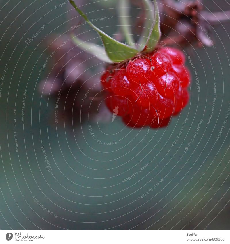 Textfreiraum l pflückreife Himbeere rote Himbeere Waldfrucht Beere rote Beere Sommerfrucht rote Frucht rote Früchte Beeren pflückreife Beeren Sommerfrüchte