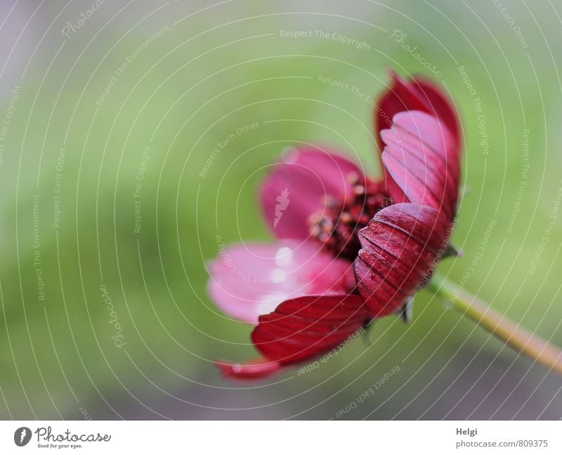 Textfreiraum | ...links Umwelt Natur Pflanze Sommer Blume Blüte Schmuckkörbchen Blütenblatt Stengel Garten Blühend glänzend Wachstum ästhetisch frisch schön