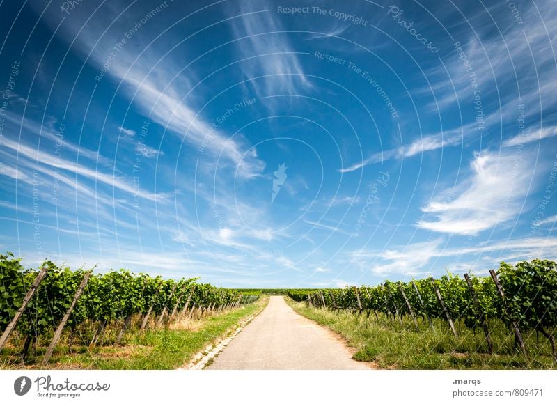 Neuer Wein Landwirtschaft Forstwirtschaft Natur Landschaft Himmel Wolken Sommer Herbst Klima Schönes Wetter Feld Weinbau Straße Wege & Pfade schön Horizont