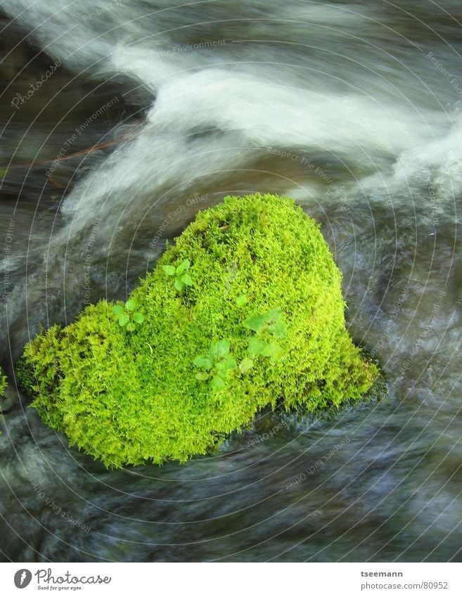 Grün im Fluss Amerika Gras Bach grün USA Grasnarbe Langzeitbelichtung Oregon frisch Wasser mt. hood mt hood Bewegung water motion light cascades mount hood