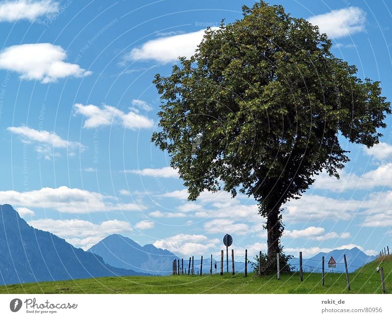 Mein Freund der Baum II... Laubbaum Elektrozaun Wiese Zaun Wolken Allgäu Bayern grün Gras Grünfläche Alm Hinweisschild Dorfwiese Gemeindeland Stacheldrahtzaun