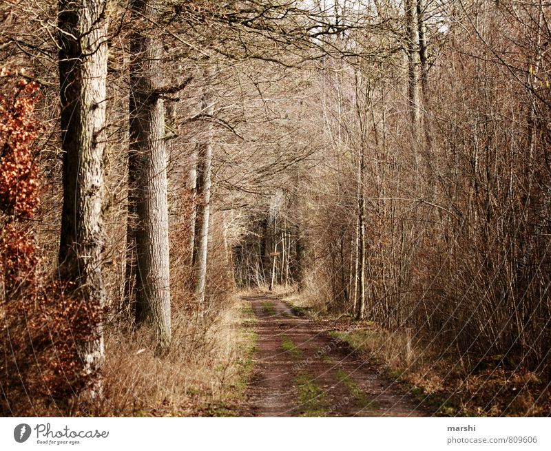 feels like autumn Umwelt Natur Landschaft Pflanze Herbst Wald Stimmung Fußweg Baum herbstlich Wege & Pfade Farbfoto Außenaufnahme Tag