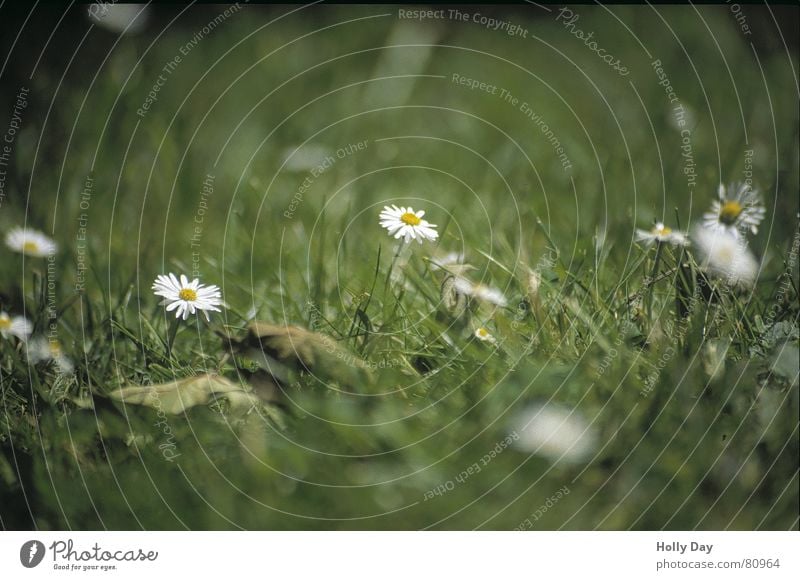 Weiß auf Grün Gänseblümchen Sommer Wiese Blume Gras Juni Blüte Park Unschärfe 2006 grün-weiß Rasen warme jahreszeit