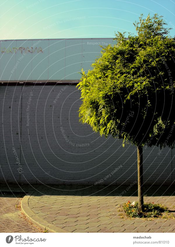 MIT KLEBER Baum Blatt grün Botanik Baumstamm Wand Mauer Stadt frisch sprießen Wachstum Grünfläche Baumstruktur driften Umwelt Innere Kraft Park Hierarchie