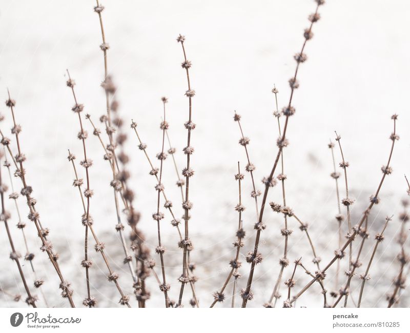 dänemarkig Natur Landschaft Urelemente Sand Sommer Winter Schnee Gras Sträucher Wildpflanze dünn trocken wild braun weiß filigran Samen Dürre Gedeckte Farben