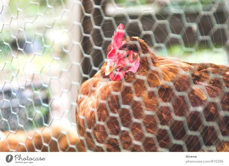 AST 7 | glücklich? Tier Haustier Nutztier Vogel Haushuhn 1 Metall Netzwerk sitzen Freundlichkeit Neugier braun rot Zufriedenheit ländlich Drahtzaun Gitternetz