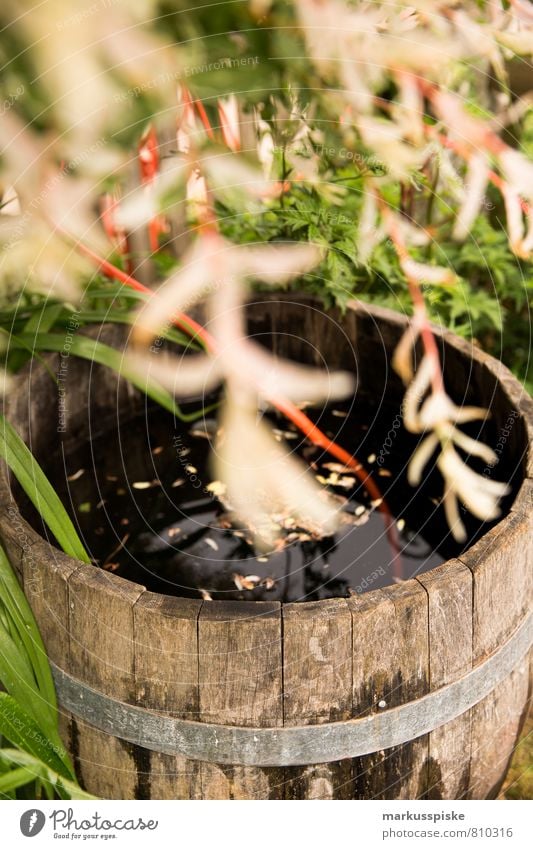 wasser fass Lifestyle Reichtum harmonisch Wohlgefühl Zufriedenheit Häusliches Leben Wohnung Haus Garten Landschaft Pflanze Tier Baum Blume Sträucher Grünpflanze