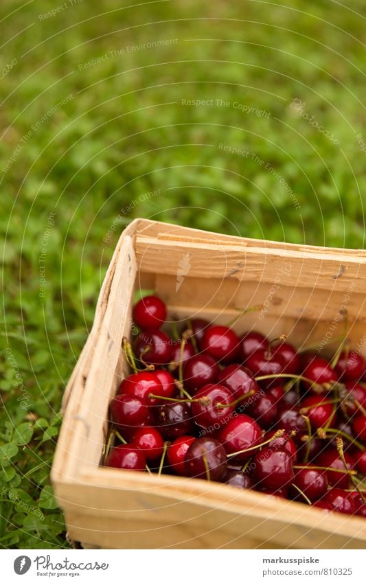 kirschen ernte Lebensmittel Frucht Kirsche Ernährung Picknick Bioprodukte Vegetarische Ernährung Diät Fasten Slowfood Gesunde Ernährung Häusliches Leben Garten