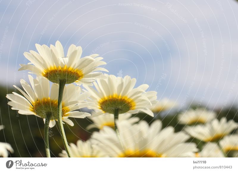 Margeriten Umwelt Natur Pflanze Luft Himmel Sonnenlicht Sommer Schönes Wetter Blume Blüte Wildpflanze Wiese ästhetisch Freundlichkeit Fröhlichkeit natürlich