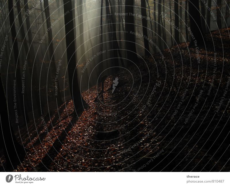 Licht im Nebel Erholung ruhig Abenteuer wandern Landwirtschaft Forstwirtschaft Natur Herbst Wald Hügel schön friedlich Ferien & Urlaub & Reisen Waldboden