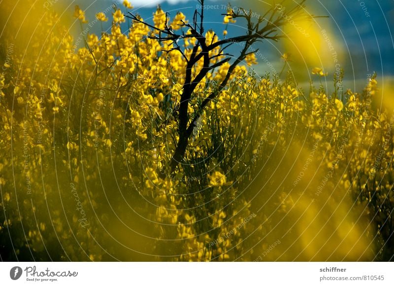 Raps Umwelt Natur Pflanze Sonnenlicht Blume Sträucher Blüte Wildpflanze gelb Ginster Ginsterblüte Blühend Blütenpflanze Blühende Landschaften leuchtende Farben