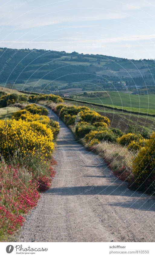 Der Weg Umwelt Natur Landschaft Pflanze Sonnenlicht Klima Schönes Wetter Baum Blume Gras Sträucher Wiese Feld Wald Hügel Berge u. Gebirge gelb Ginster