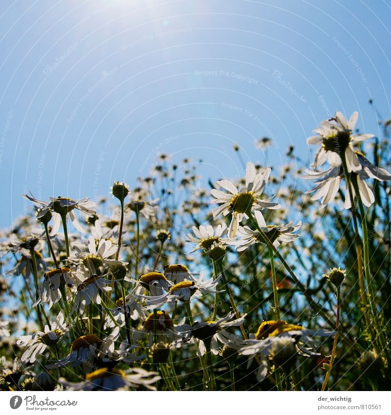 Blütenzauber Ausflug Sommer Sonne Garten Natur Pflanze Erde Wolkenloser Himmel Sonnenlicht Schönes Wetter Wärme Blume Wiese Feld Blühend leuchten Wachstum