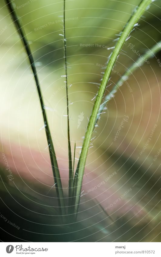 Haarig Natur Pflanze Frühling Sommer Gras Blatt Grünpflanze Wildpflanze einfach elegant Fröhlichkeit klein natürlich stachelig grün ruhig ästhetisch Einsamkeit