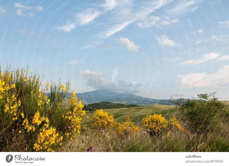 Weites Land mit Raps Natur Landschaft Pflanze Himmel Wolken Sonnenlicht Schönes Wetter Baum Blume Gras Sträucher Grünpflanze Nutzpflanze Wildpflanze Wiese Feld