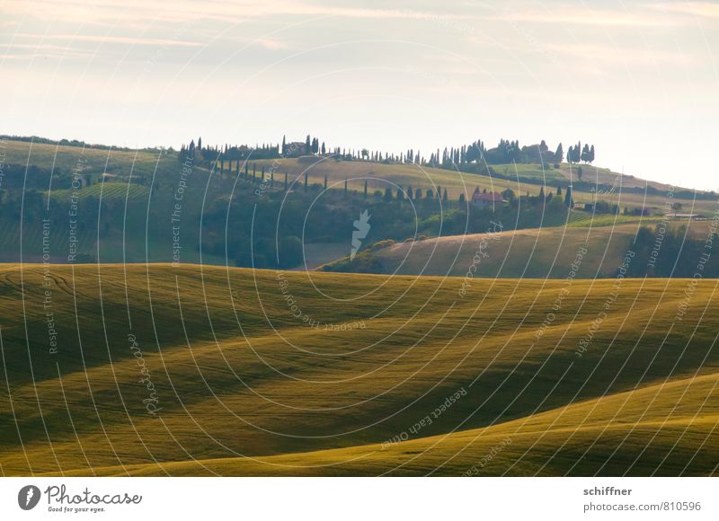 Wogendes Land Landschaft Sonnenaufgang Sonnenuntergang Sommer Schönes Wetter Pflanze Baum Wiese Feld Wald Hügel grün Wellen Wellengang Wellenlinie Zypresse