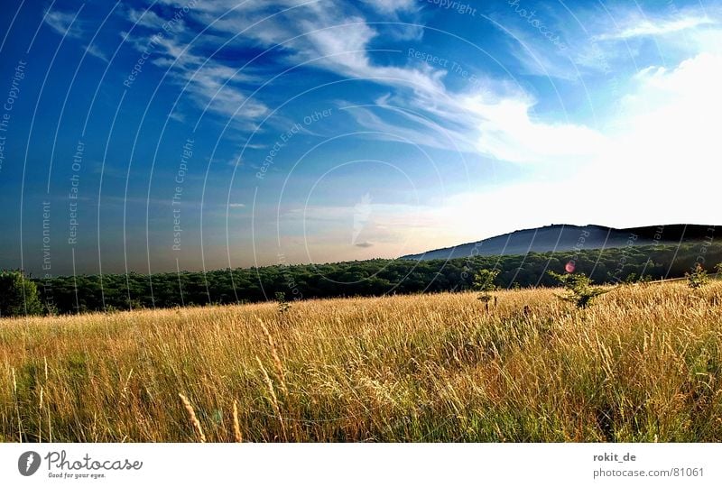 Sommerwiese Wiese Hügel Wald Baum Laubbaum Nadelbaum Stroh Halm Sonnenuntergang trocken Dürre Waldlichtung grün Ferne Gras Waldwiese Baumstamm Grünfläche