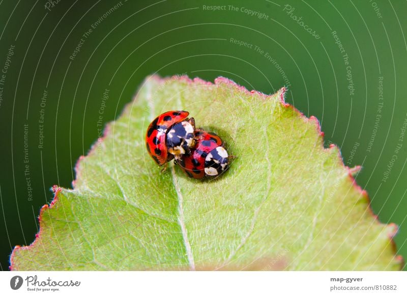 Teenager Liebe Sommer Blatt Grünpflanze Wildpflanze Tier Käfer 2 Tierpaar Erotik Zusammensein grün schwarz Vertrauen Einigkeit Tierliebe Sex Farbe