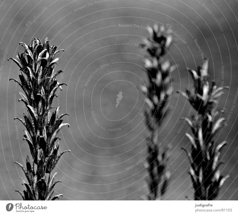 Trocken trocken Gras Pflanze Herbst Blüte Wiese Ähren schwarz Umwelt Botanik pflanzlich welk Naturphänomene Trauer Stimmung dunkel grau trist Pflanzenteile