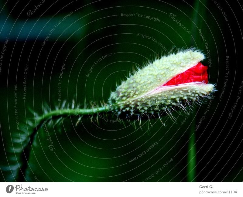 der Mohn ist aufgegangen Klatschmohn geplatzt aufgebrochen Blume rot zart stachelig offen grün knallig mehrfarbig frisch Fröhlichkeit schwarz aufdringlich