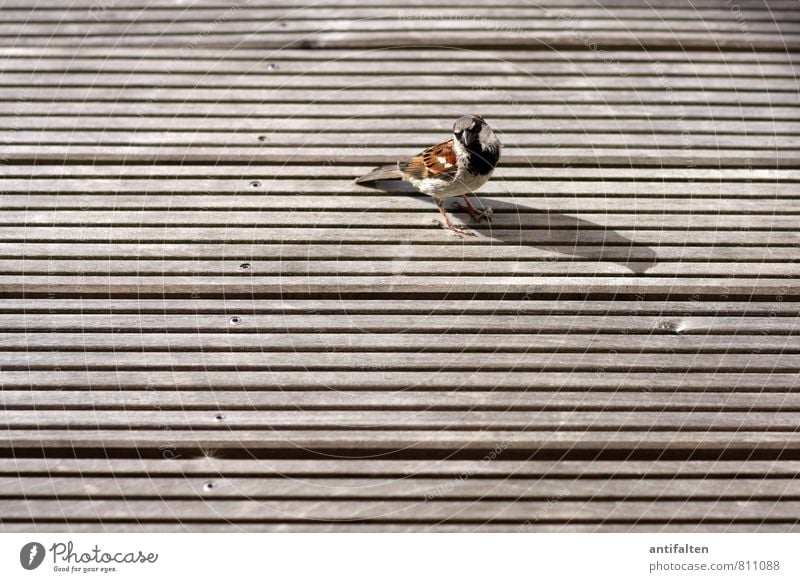 Kleiner Spatz ganz groß Balkon Terrasse Holzbrett Holzfußboden Tier Vogel Tiergesicht Flügel Krallen Haussperling 1 Nagel beobachten sitzen frech Freundlichkeit