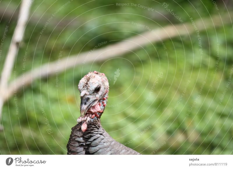 portrait eines truthahns Natur Tier Haustier Nutztier Tiergesicht Truthahn 1 Blick Körperhaltung nachdenklich Essen Leben Tierporträt Farbfoto Außenaufnahme