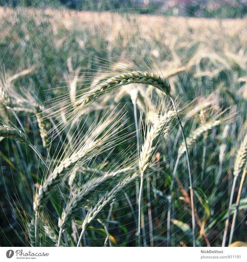 Korn Ähren Arbeit & Erwerbstätigkeit Landwirtschaft Bioprodukte Ernährung Ernte Feld Frucht gelb Gerste Gesunde Ernährung Getreide gold grün Kornfeld