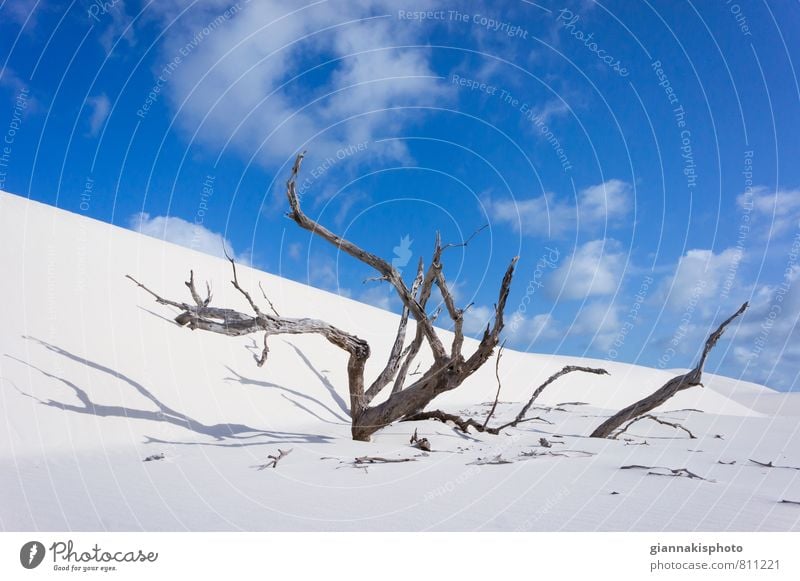 Toter Baum. Brasilien, Lençóis Maranhenses Umwelt Natur Landschaft Pflanze Sand Himmel Wolken Sommer Schönes Wetter Park Hügel wüst exotisch Farbe