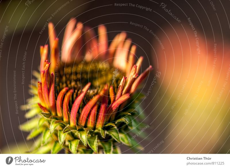 Sonnenhut II Umwelt Natur Pflanze Tier Sommer Schönes Wetter Blume Blatt Blüte Topfpflanze Garten Blühend glänzend ästhetisch gigantisch stachelig braun gelb