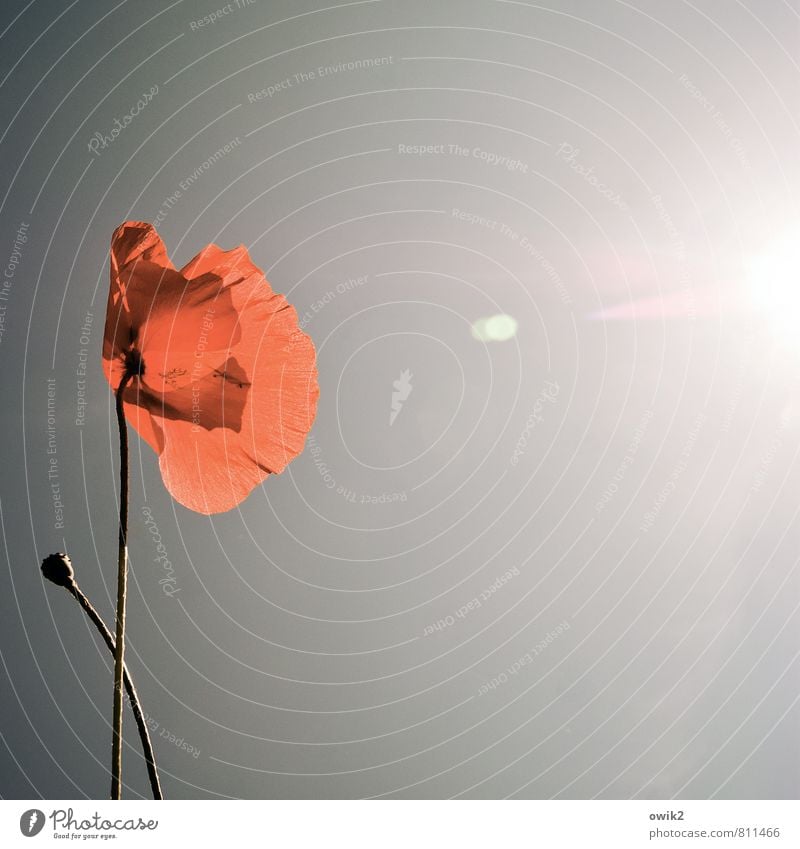 Berührung Umwelt Natur Landschaft Pflanze Wolkenloser Himmel Sonne Klima Wetter Schönes Wetter Blume Blüte Mohn Mohnblüte Mohnkapsel leuchten Wachstum