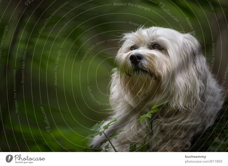 Havaneser im Grünen Natur Pflanze Tier Gras Wald Fell langhaarig Haustier Hund 1 klein grün weiß Ast Begleithund Bichon Fellnase Havanais Jung Lebewesen