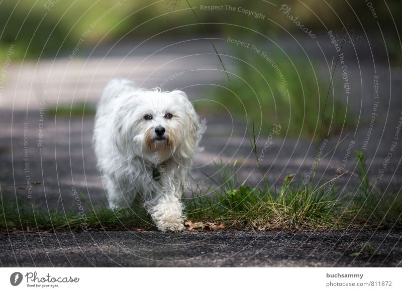 Schritt für Schritt Freude Spielen Gras Straße Wege & Pfade Fell langhaarig Tier Haustier Hund 1 Stein gehen klein grün schwarz weiß Augen Begleithund Bichon