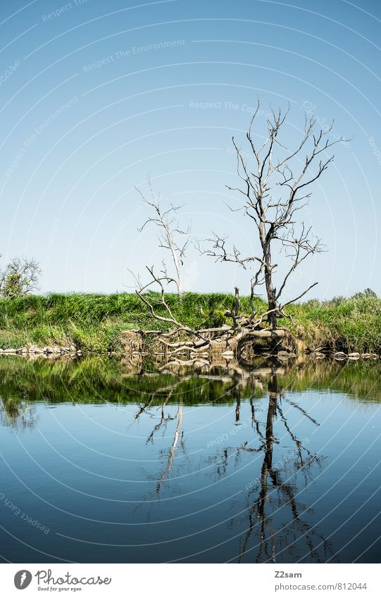 bäumchen Umwelt Natur Landschaft Wolkenloser Himmel Sommer Schönes Wetter Baum Wiese Flussufer ästhetisch einfach elegant nachhaltig natürlich Sauberkeit blau