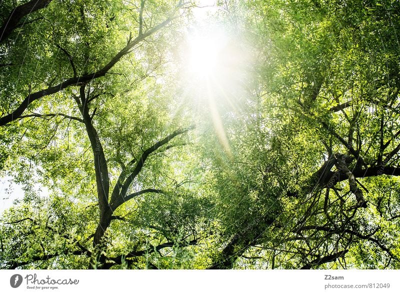 bayerischer Urwald Umwelt Natur Landschaft Sonne Sonnenlicht Sommer Baum Sträucher Wald frisch nachhaltig natürlich Wärme gelb grün Warmherzigkeit ruhig Energie