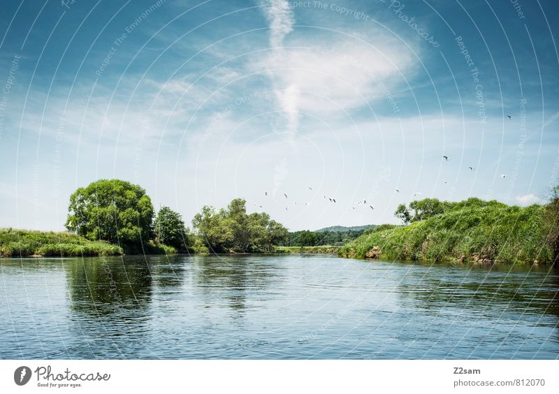 der schöne Regen! Umwelt Natur Landschaft Himmel Wolken Sommer Schönes Wetter Baum Sträucher Flussufer Vogel Schwarm fliegen frei nachhaltig natürlich blau grün