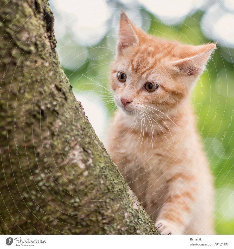 Tai Baum Haustier Katze 1 Tier Tierjunges sitzen Neugier niedlich Unschärfe Quadrat Klettern Baumstamm Farbfoto Außenaufnahme Menschenleer Lichterscheinung