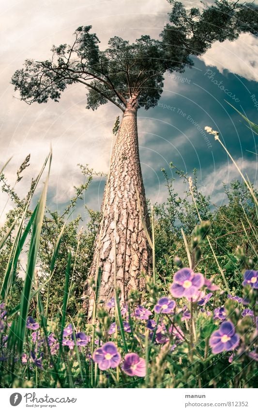 Einzelstück Holzwirtschaft Landwirtschaft Forstwirtschaft Umwelt Natur Frühling Sommer Schönes Wetter Baum Blume Gras Sträucher Waldrand Baumstamm Baumrinde