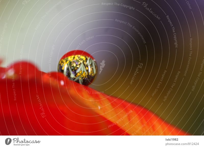 Wassertropfenreflexion Pflanze Tulpe Blüte mehrfarbig gelb rot Natur Farbfoto Nahaufnahme Makroaufnahme Menschenleer Reflexion & Spiegelung