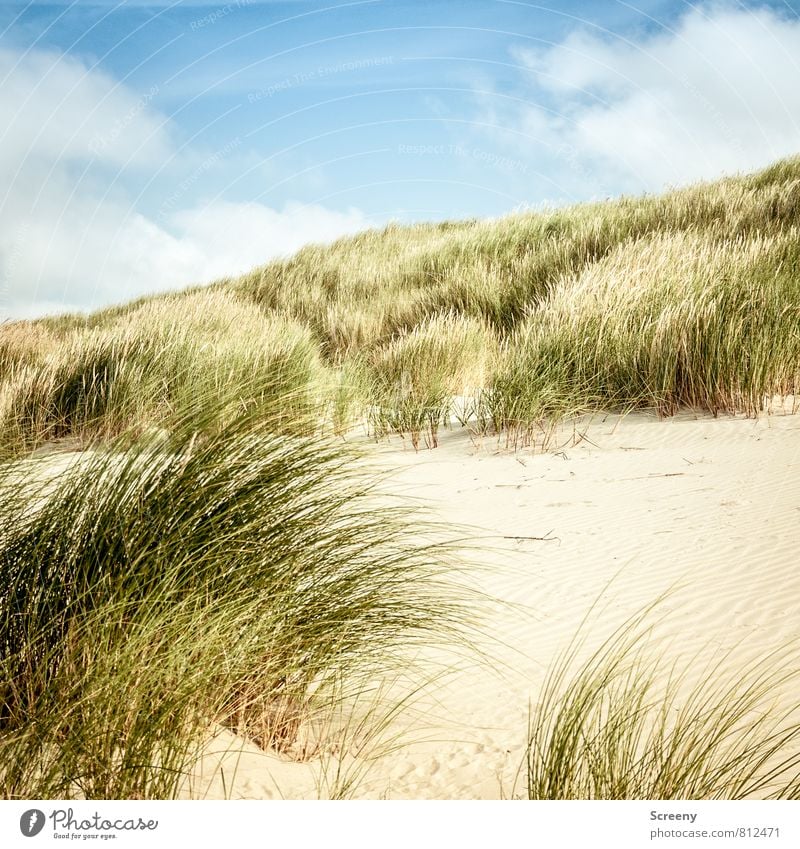 Sehnsucht Ferien & Urlaub & Reisen Tourismus Ausflug Sommer Sommerurlaub Strand Meer Insel Natur Landschaft Pflanze Himmel Wolken Gras Sträucher Dünengras Küste