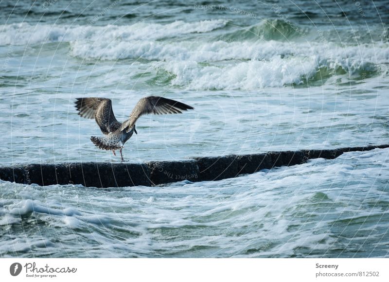 Feuchte Socken Ferien & Urlaub & Reisen Sommer Meer Insel Wellen Natur Landschaft Wasser Küste Seeufer Nordsee Norderney Tier Vogel Möwe 1 fliegen stehen