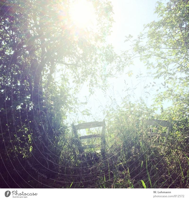 Romantik? Natur Landschaft Pflanze Tier Wolkenloser Himmel Sonne Baum Wiese Garten Feld Stuhl außergewöhnlich Sonnentag Stühle weiß Hohes Gras Farbfoto