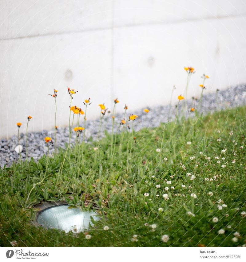 350 | für die blumen. Ausflug Häusliches Leben Haus Garten Lampe Gartenarbeit Umwelt Natur Pflanze Blume Gras Blüte Park Wiese Traumhaus Mauer Wand Fassade