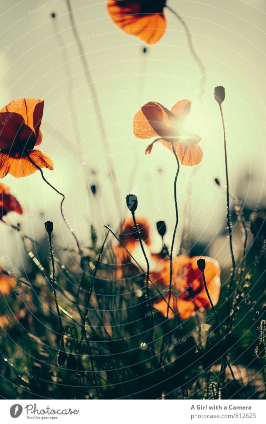 Mohn Umwelt Natur Pflanze Sommer Schönes Wetter Blume Feld Blühend elegant orange rot Mohnfeld Gedeckte Farben Außenaufnahme Experiment Menschenleer