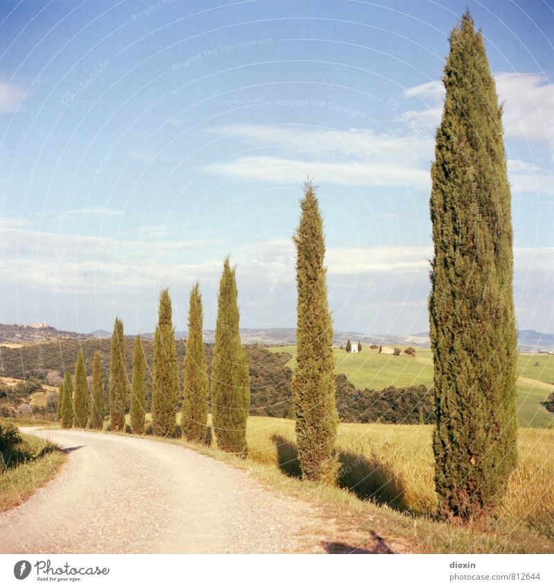 way to wine Ferien & Urlaub & Reisen Tourismus Sommer Sommerurlaub wandern Umwelt Natur Landschaft Pflanze Himmel Wolken Schönes Wetter Wärme Baum Zypresse