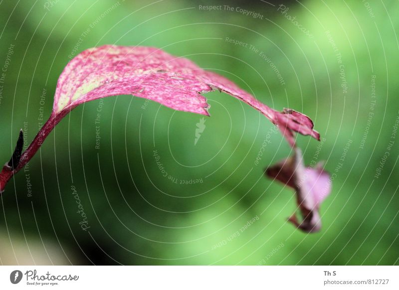 Blatt Natur Pflanze Frühling Sommer Blühend ästhetisch authentisch elegant natürlich grün rot Frühlingsgefühle Farbe einzigartig schön Gleichgewicht Farbfoto