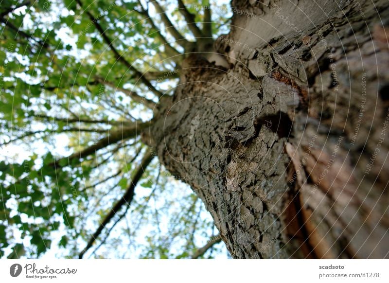 Baum Baumstamm Blatt Baumrinde träumen Sommer Natur Himmel Blick nach oben