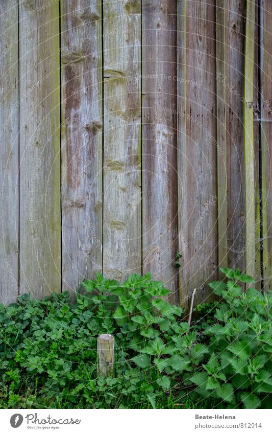 Perfekter Holzschutz Umwelt Natur Frühling Wetter Pflanze Nutzpflanze Brennnessel Feld außergewöhnlich dunkel braun grau grün Holzwand Grünpflanze Holzbrett