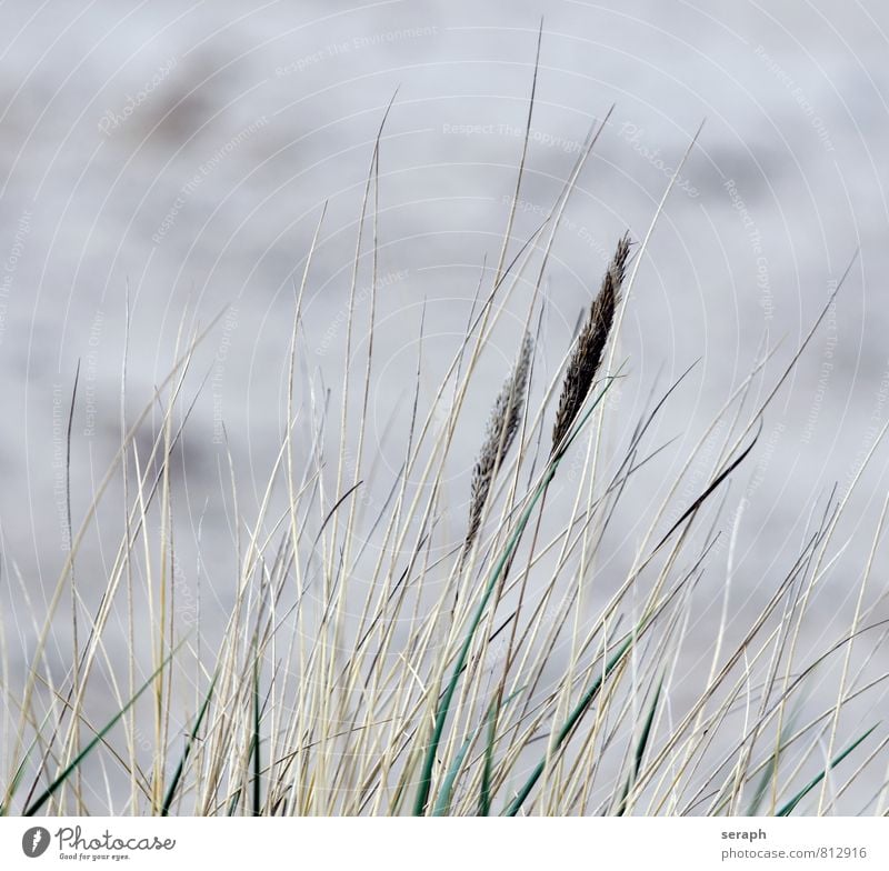 Strandhafer ammophila Schilfrohr Riedgras Röhricht Gras Unkraut Samen Halm Natur Pflanze Botanik Kräuter & Gewürze Umwelt fronds weich Küste geblümt stem