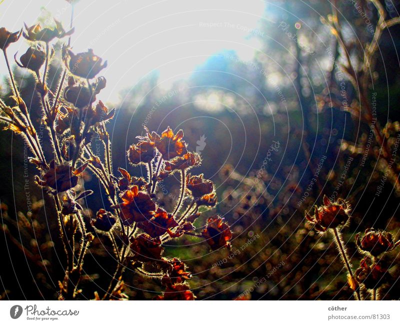 Wintersonne Wiese Januar Herbstlandschaft Blüte Garten Park Sonne welk