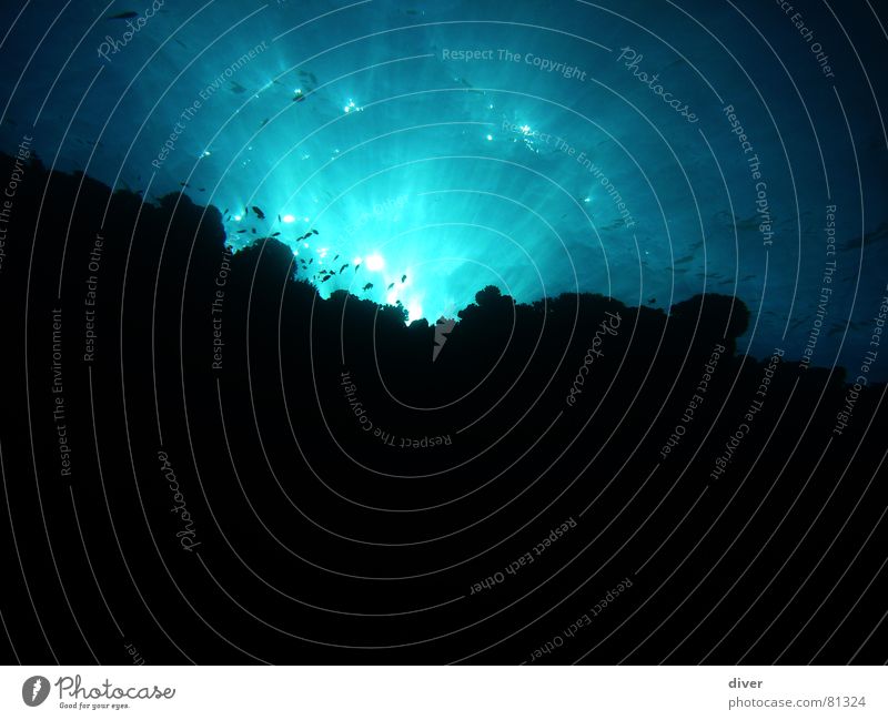 Licht und Schatten tief Korallen tauchen Meer dunkel Riff Wand Ägypten vertikal Stimmung mystisch hell Unterwasseraufnahme Lichteinfall verdunkeln Lichtbrechung